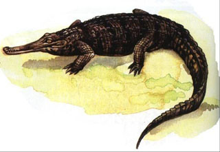 Ŀ Crocodilia